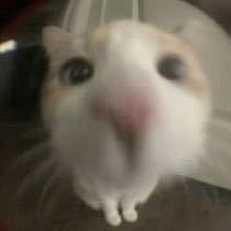 粘人精