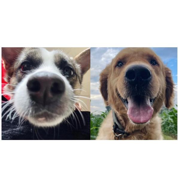 地瓜是🐶不是瓜（有笨笨版