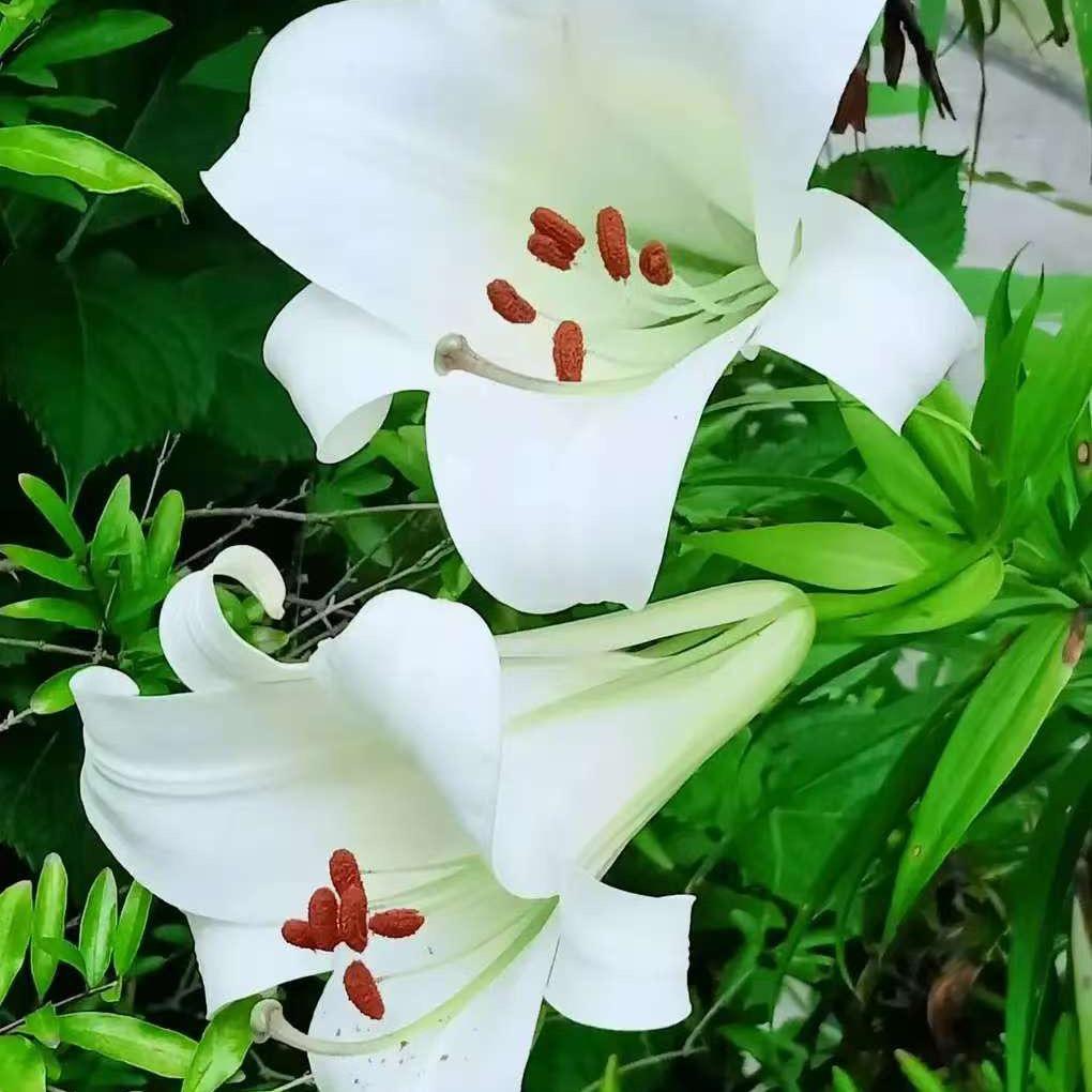 茉莉