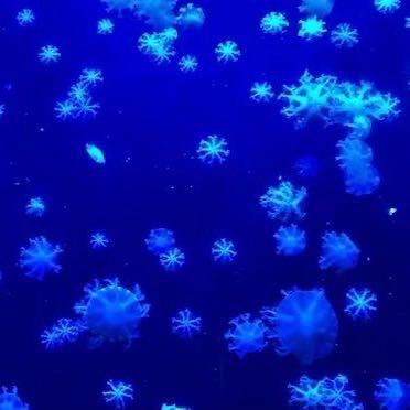 招财进宝富贵满堂