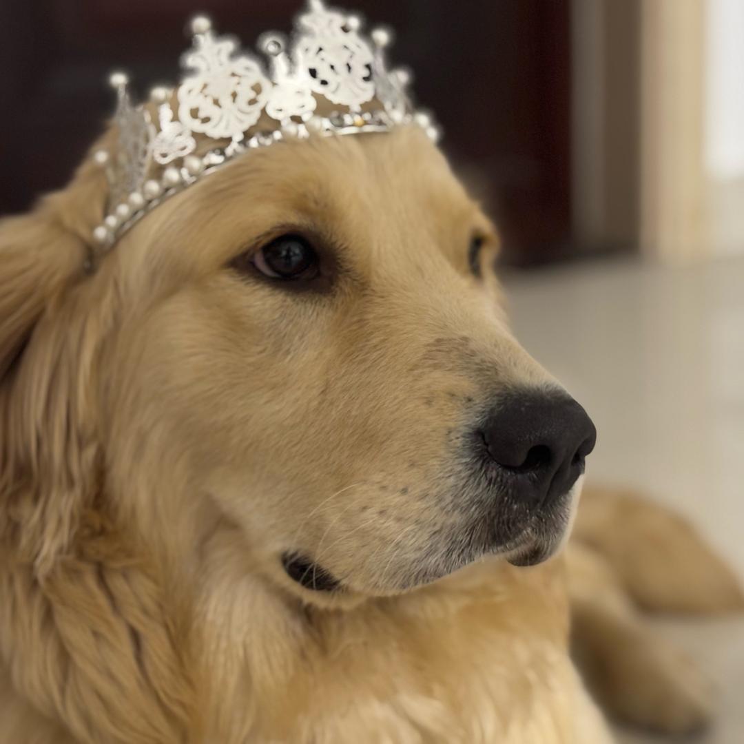 金条是只金毛🦮