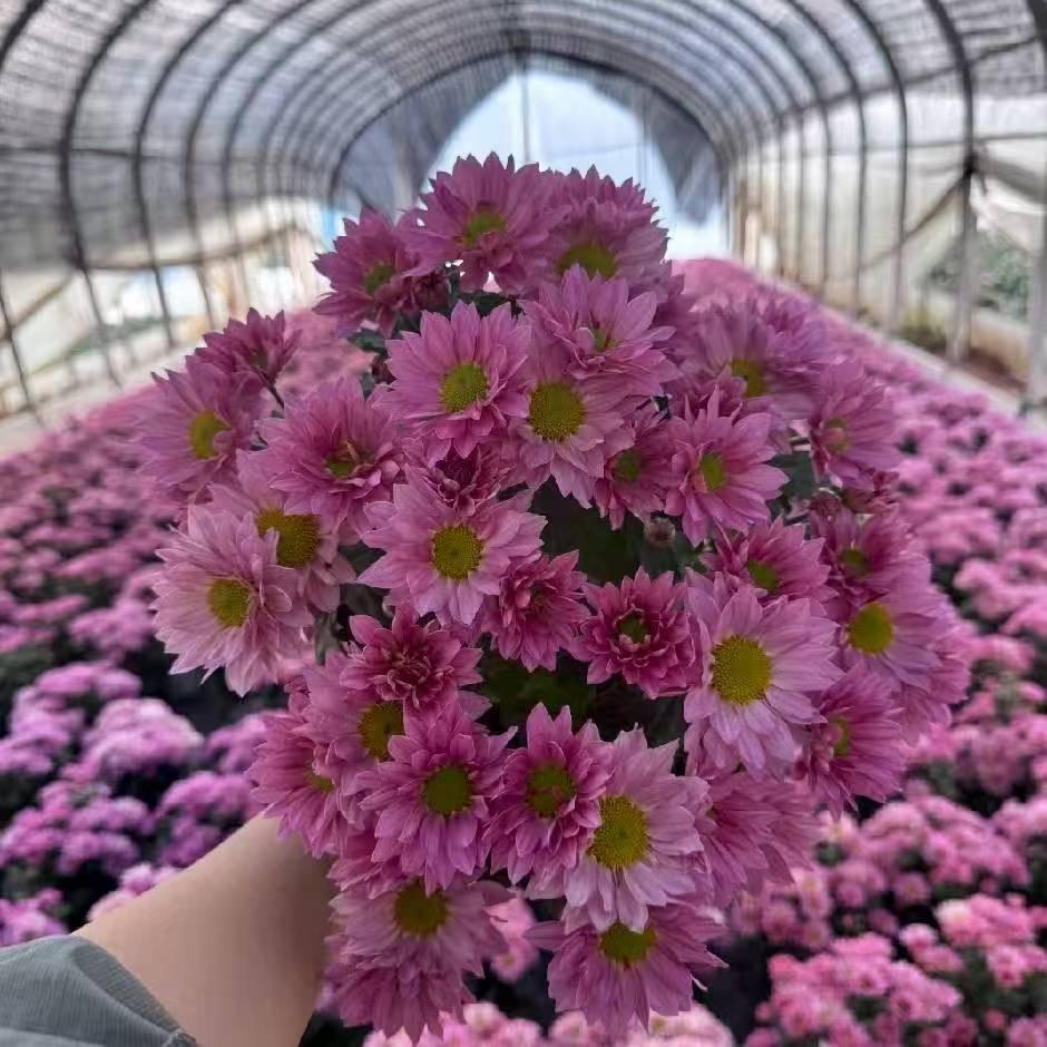 朝花羲拾园艺