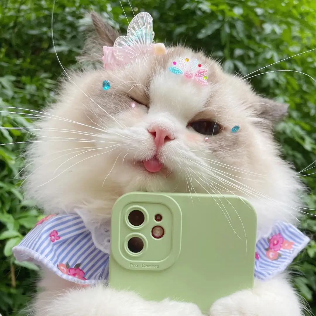 🍓喵了个眯🍓