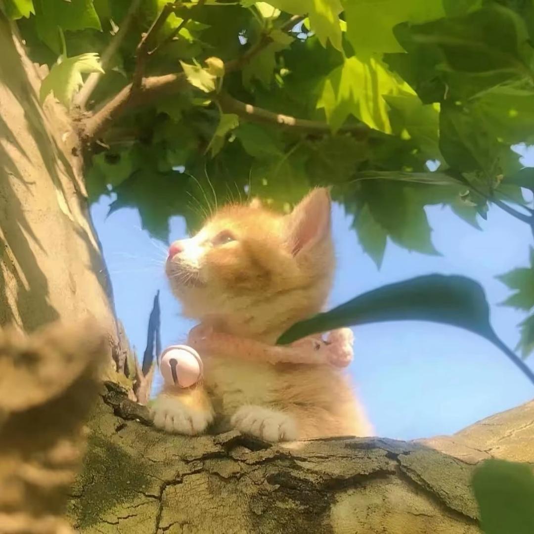 豹豹.