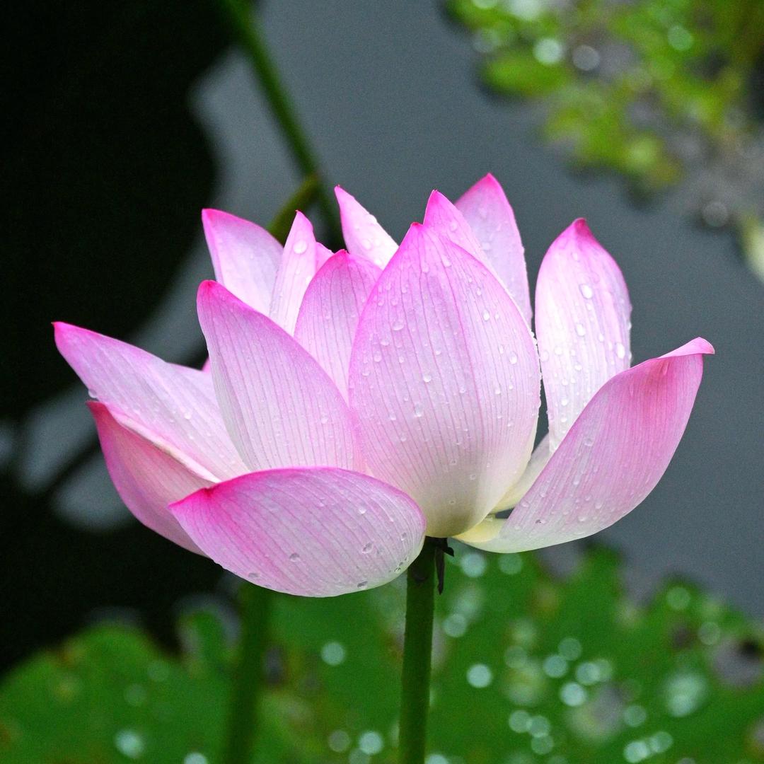 花开富贵_