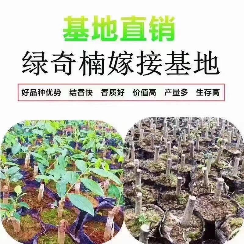 滨海新区黄氏棋楠沉香工艺品商行