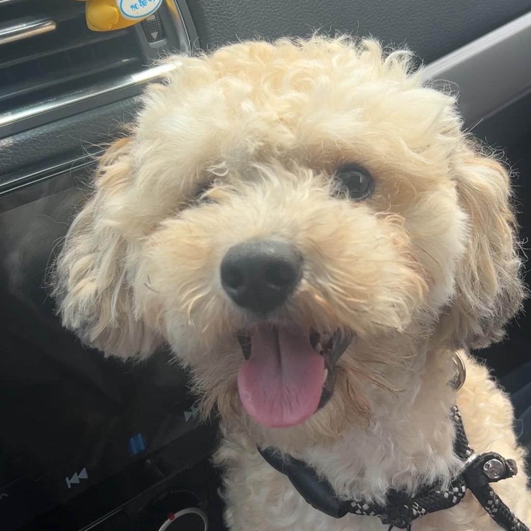 一只憨憨🐶赚狗粮