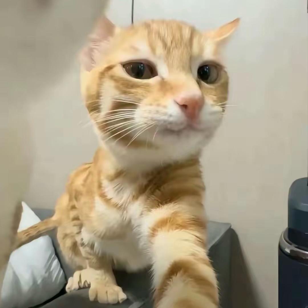 莆田第一一深情