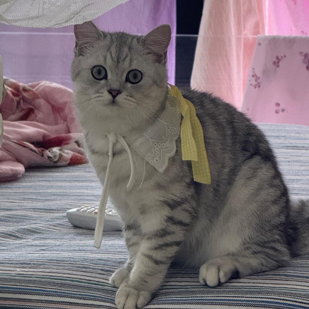 元宝是个小可爱🐈
