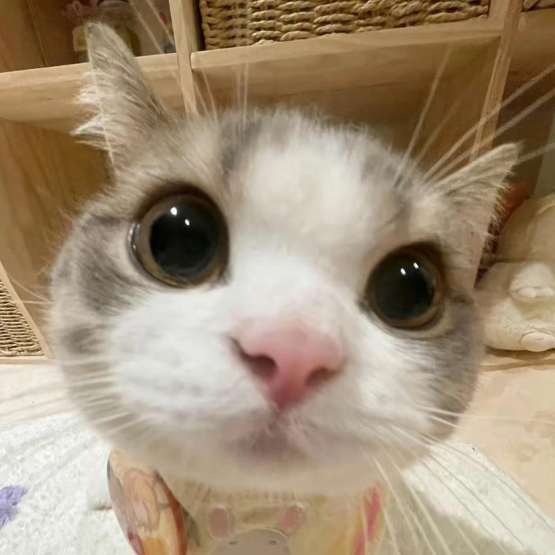 荔枝憶