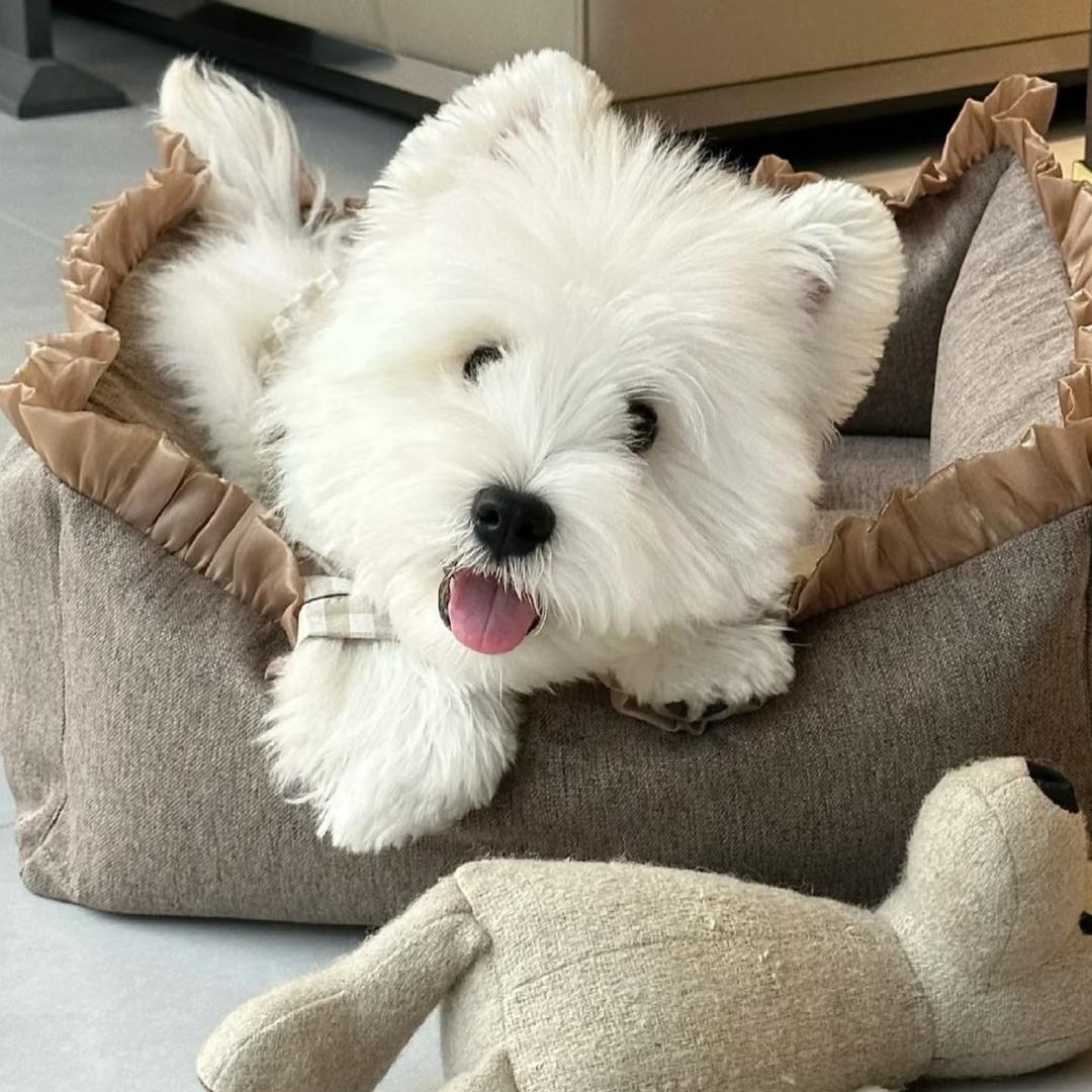 西高地主理人🍀