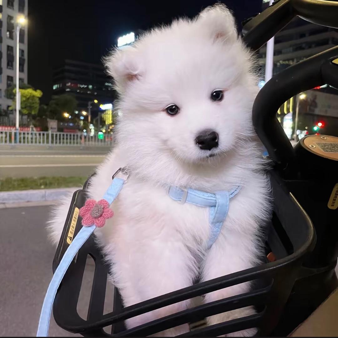博美阿拉斯加