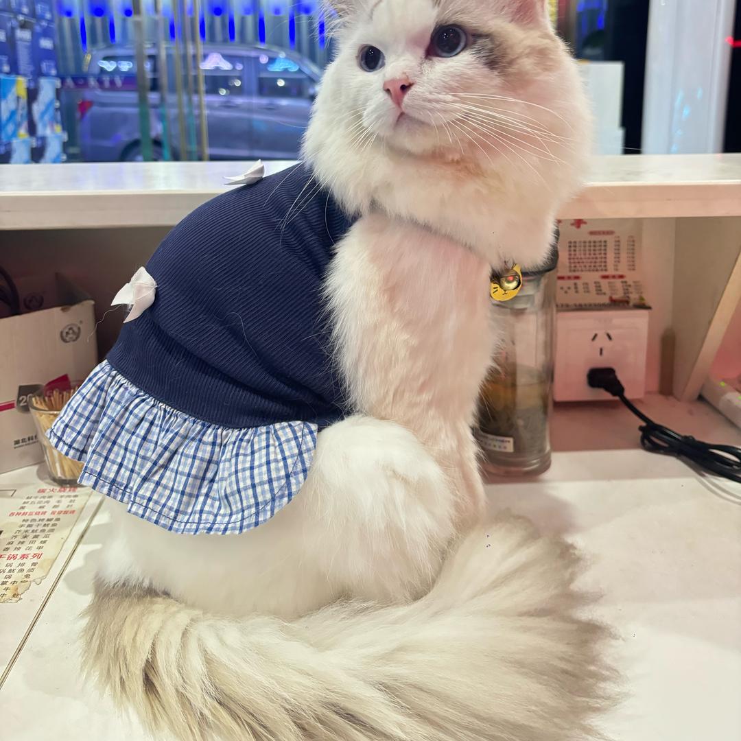 @毛毛