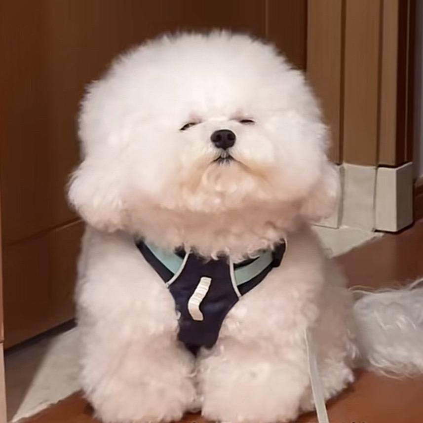 🐰肖肖是王啵啵哒🐯—Ꮤ.