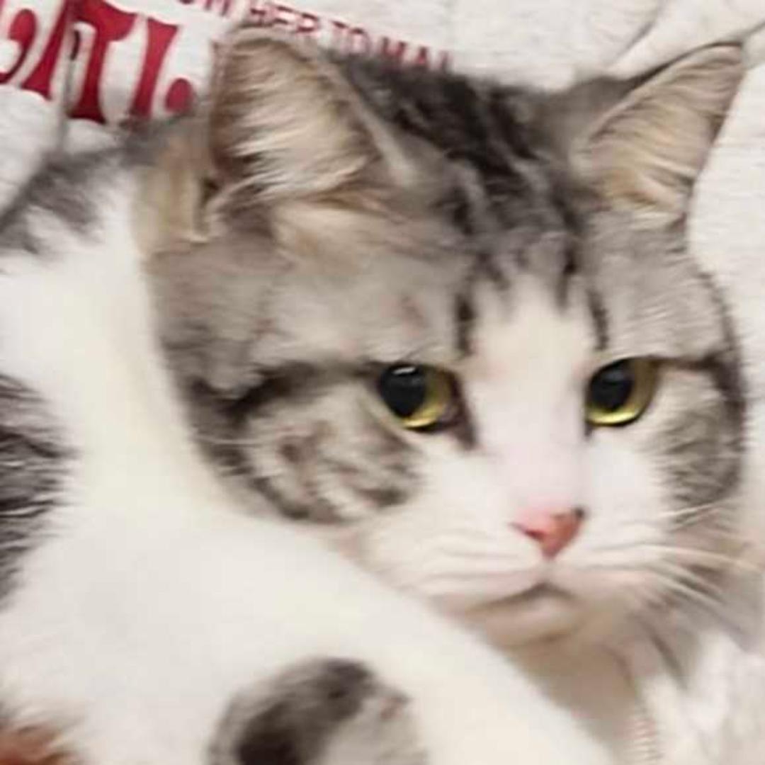 再给我一碗米饭吧