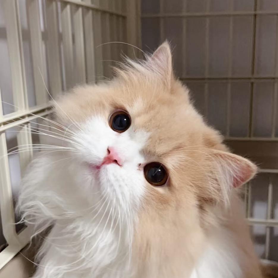猫大猫舍-小帅