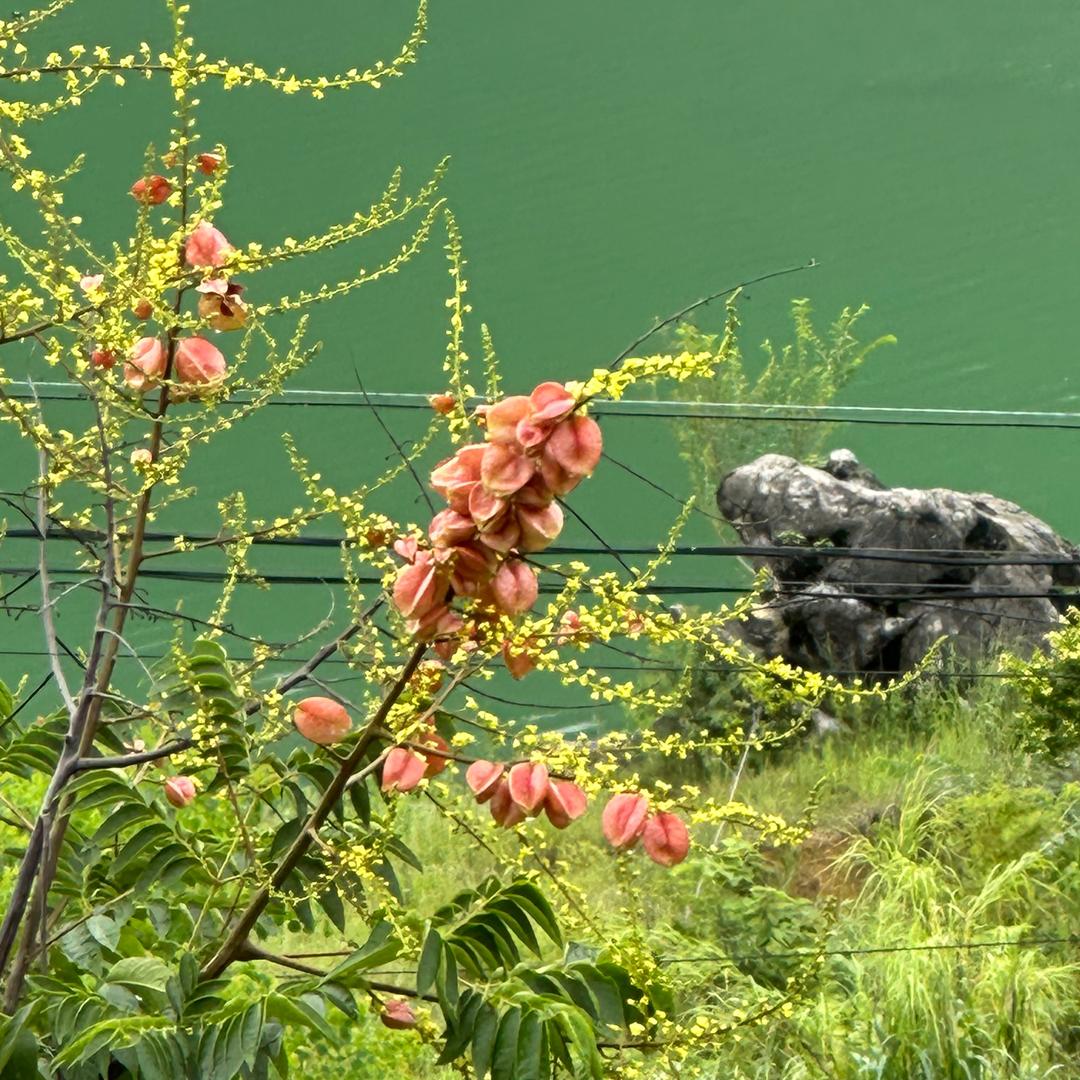 红叶🍁