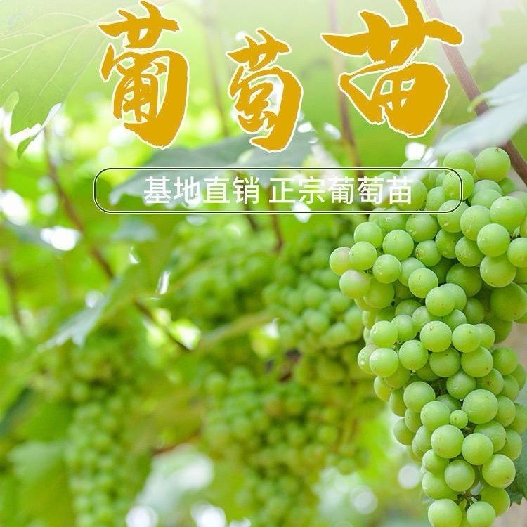 小芝果树苗木专营店