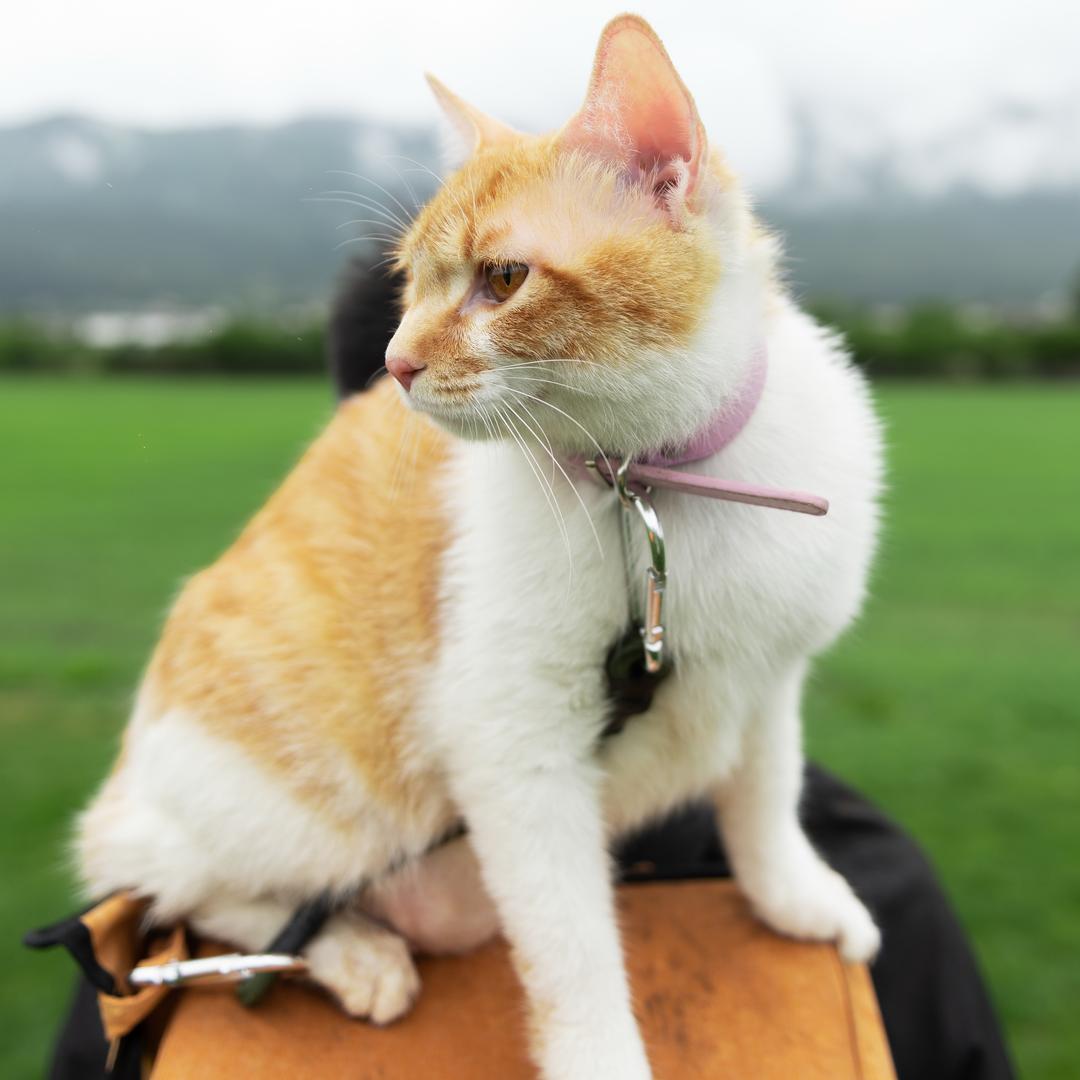 九总是只小橘猫