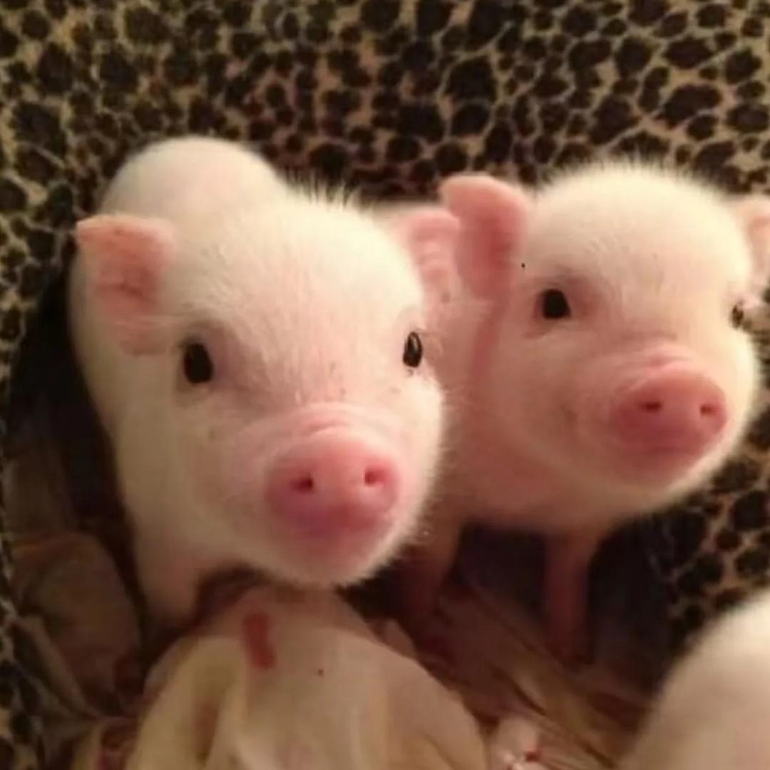小猪piggie