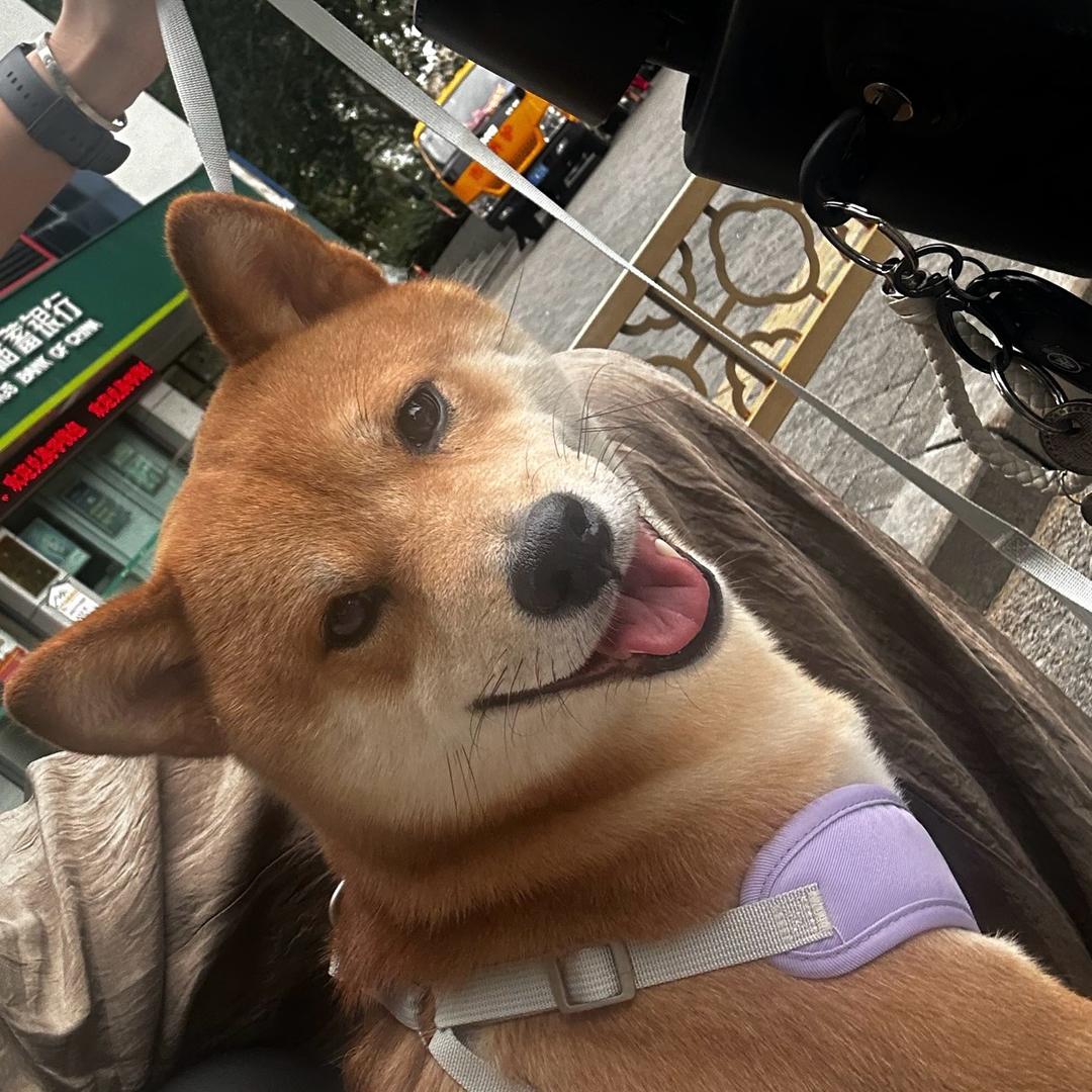 柴犬金宝和猫老弟