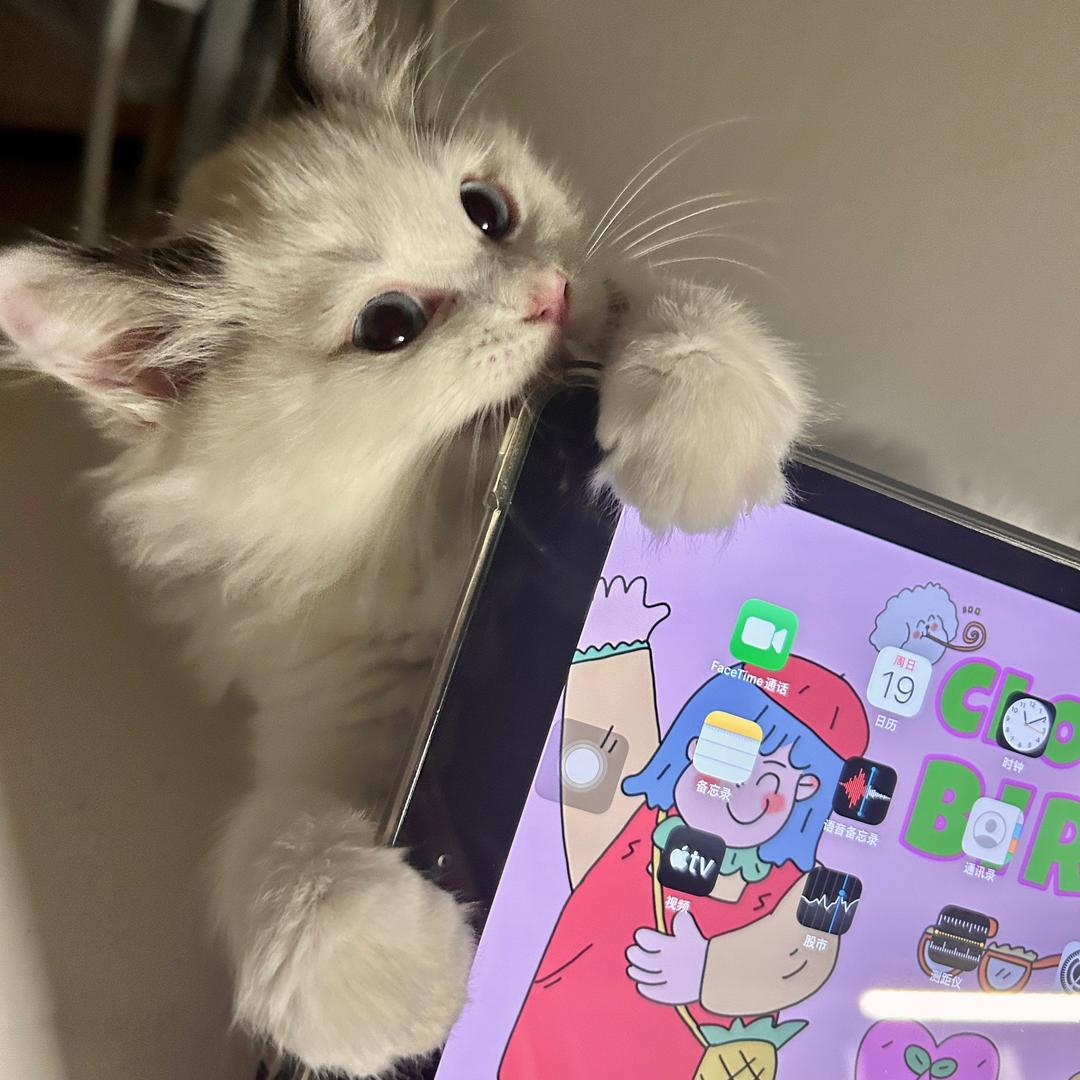 泽泽泽泽泽子（有猫版）