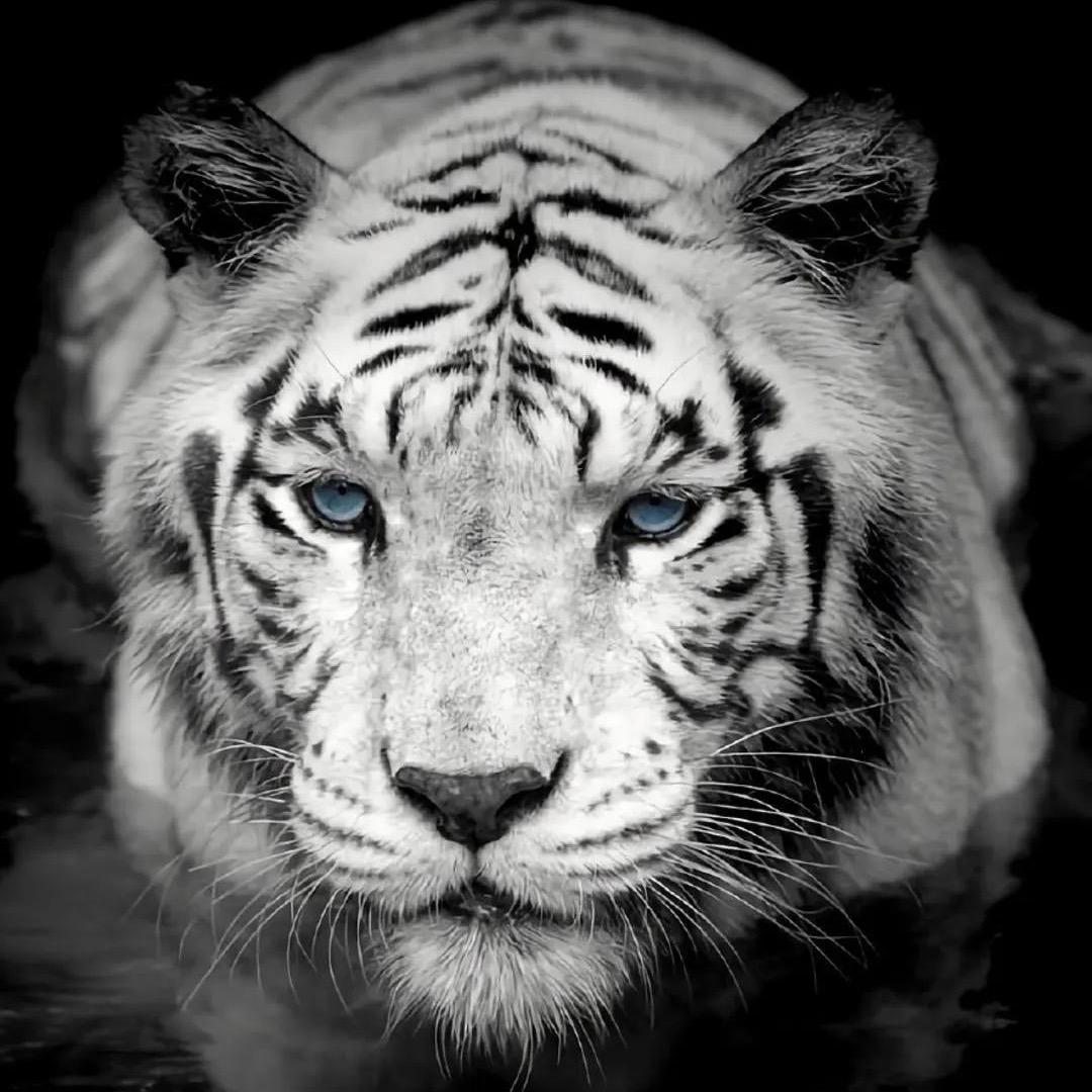 飒……生锈的🔧