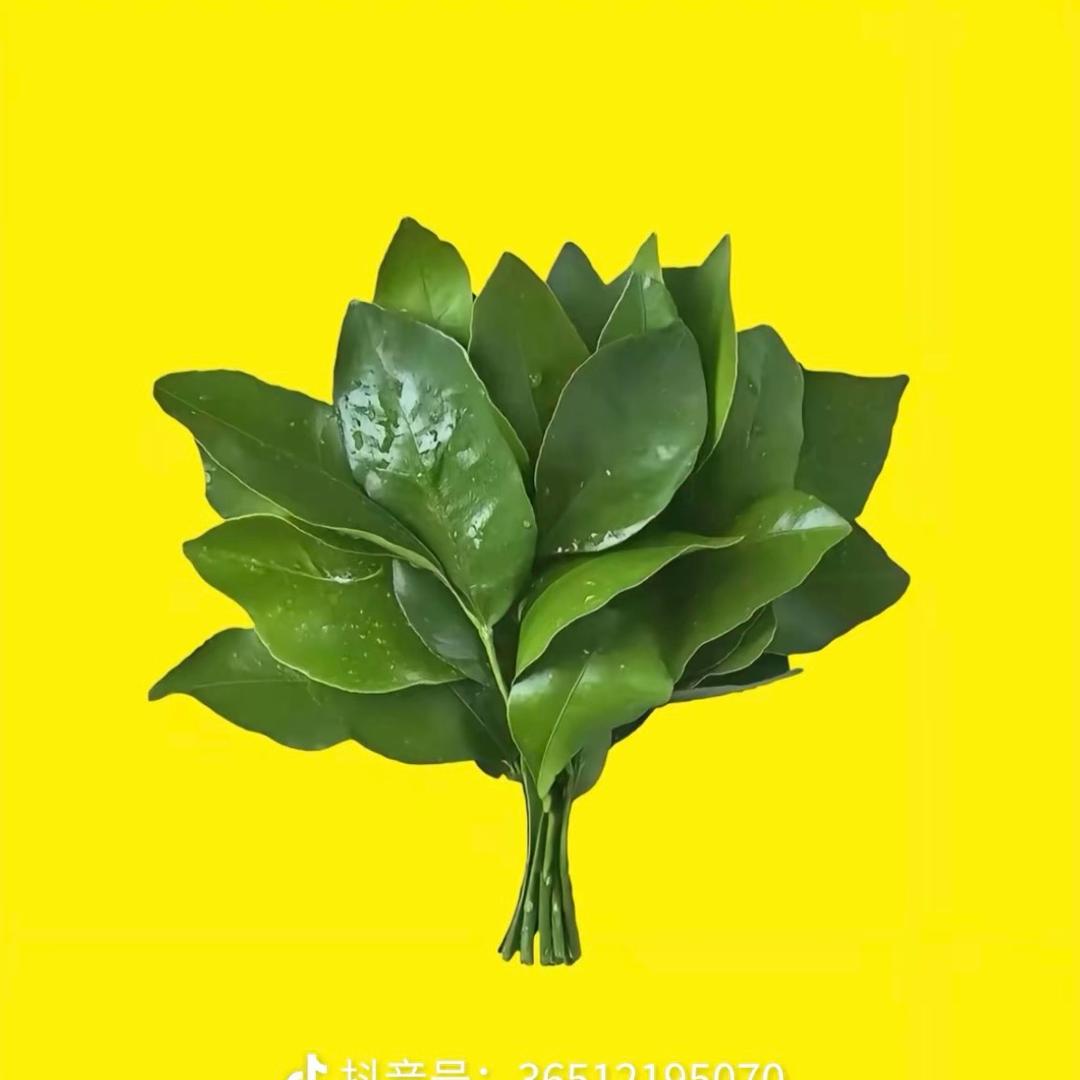 柠檬树🌲