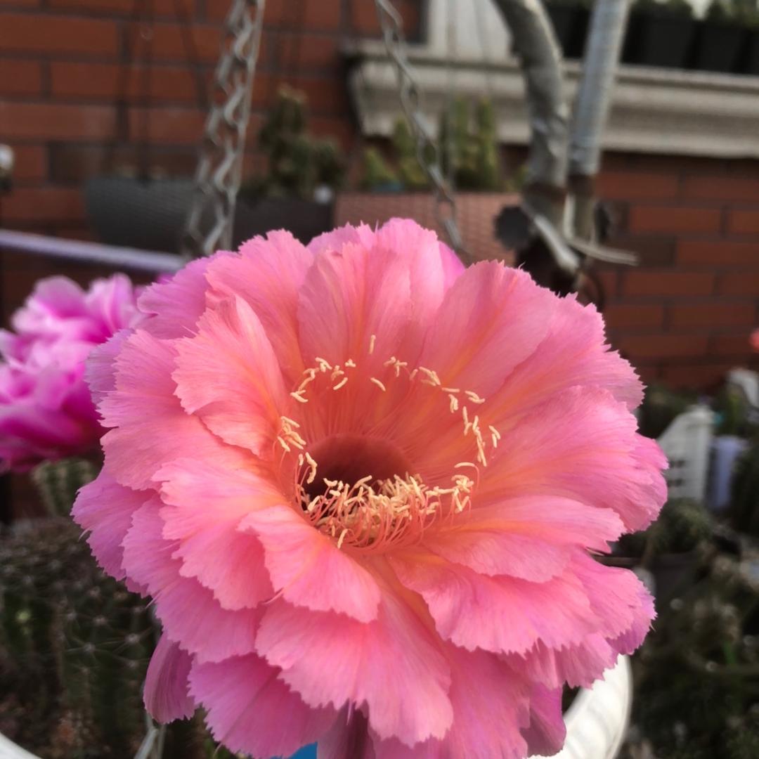 芥末左右（李萍）