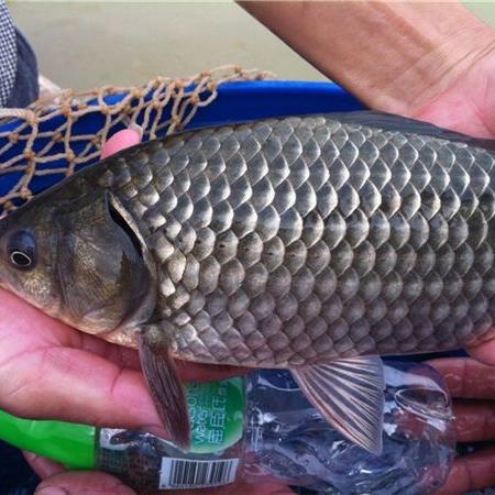 广州鼎豪恒洋水产养殖基地