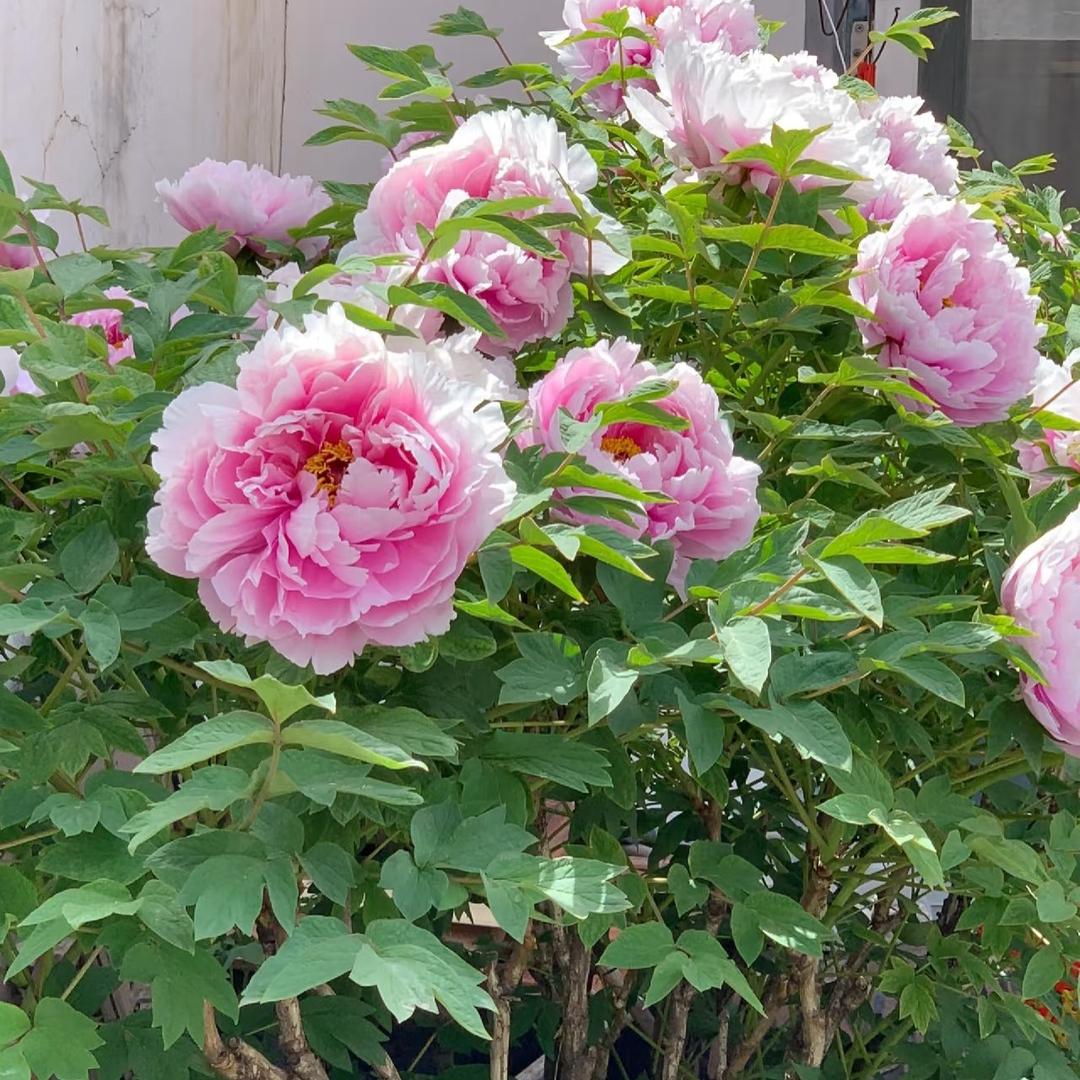 花间芍语种植中心