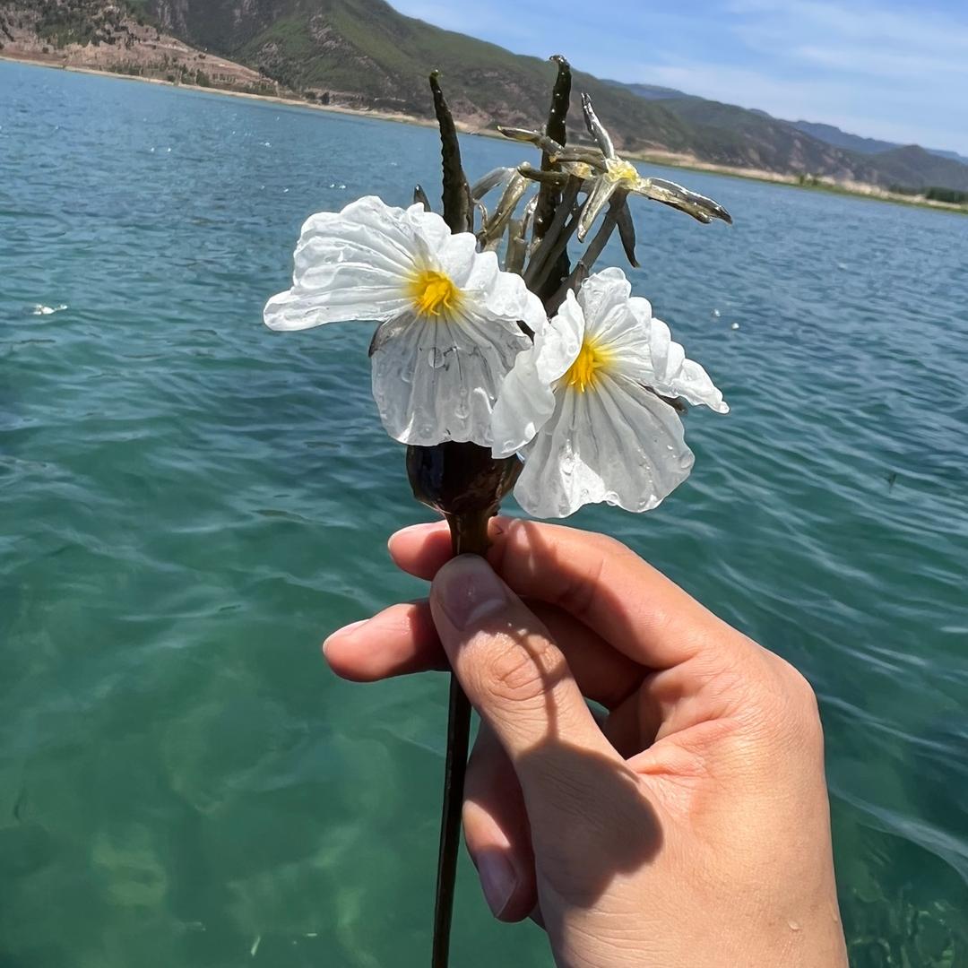 达芬