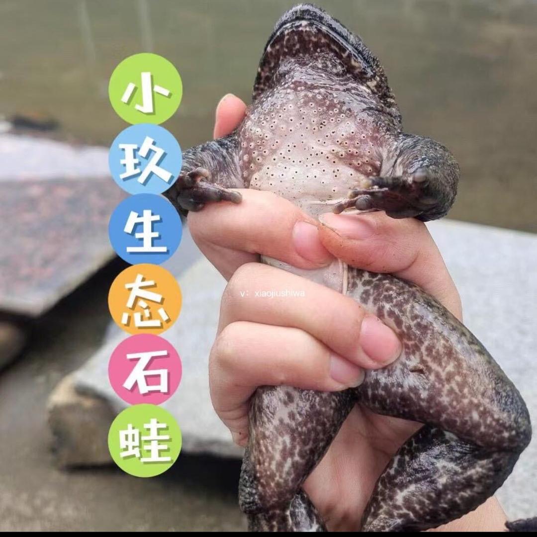 小玖生态石蛙