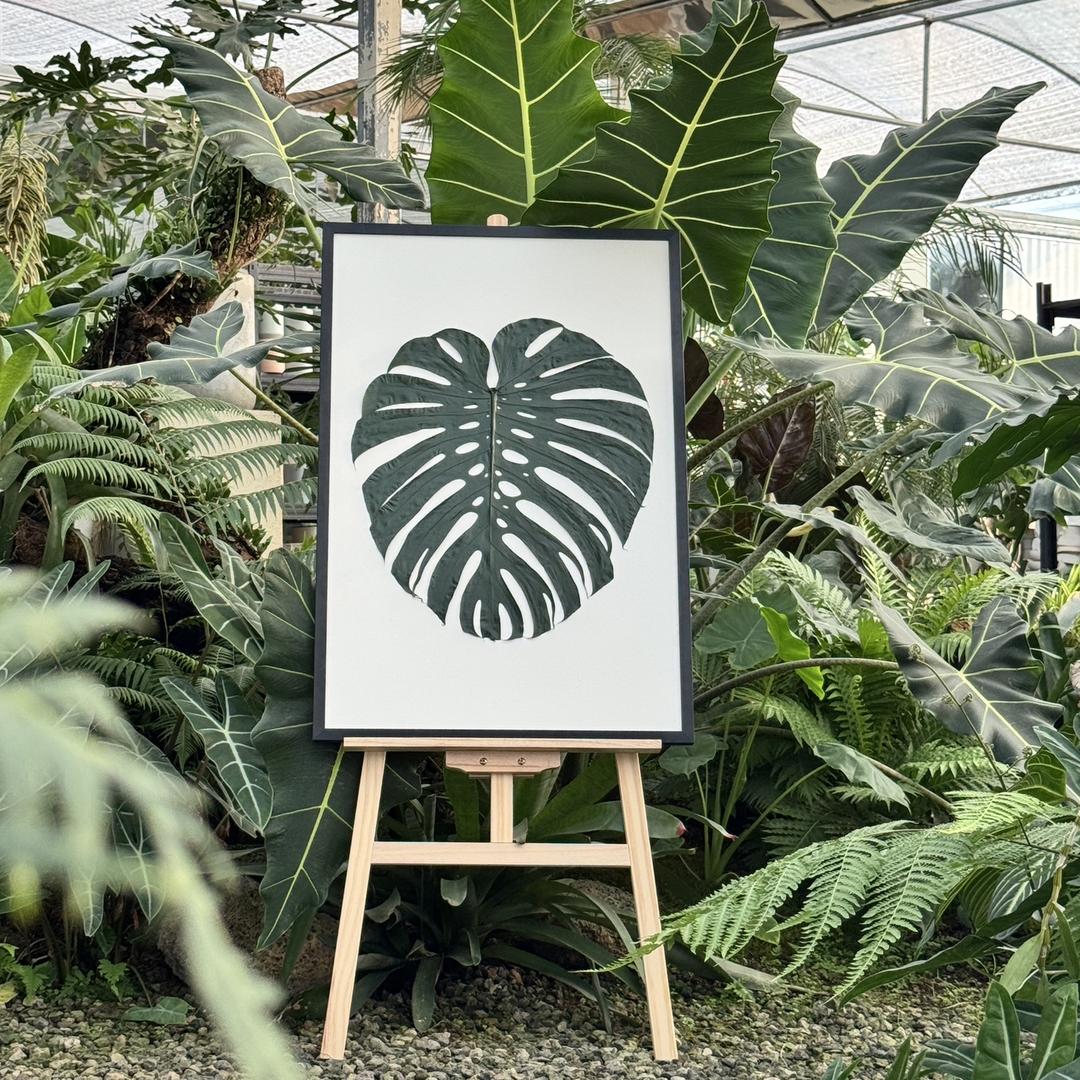 HUATIANJUN绿植旗舰店