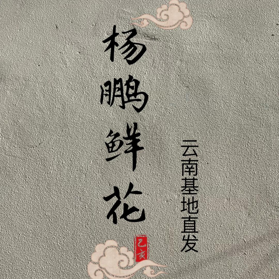 杨鹏鲜花