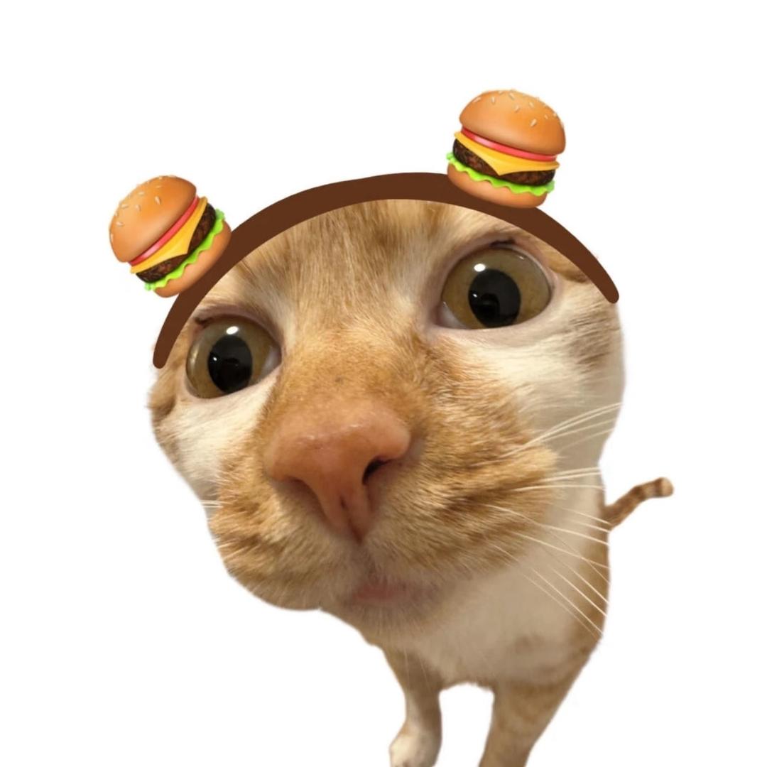 小黄的猫meme