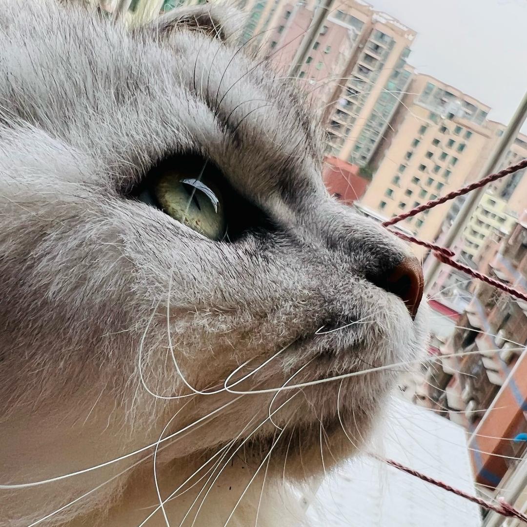 墨镜小喵