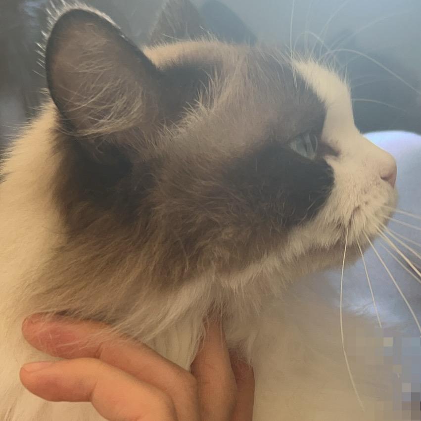 怕不寄能拿到自己的金铲铲吗