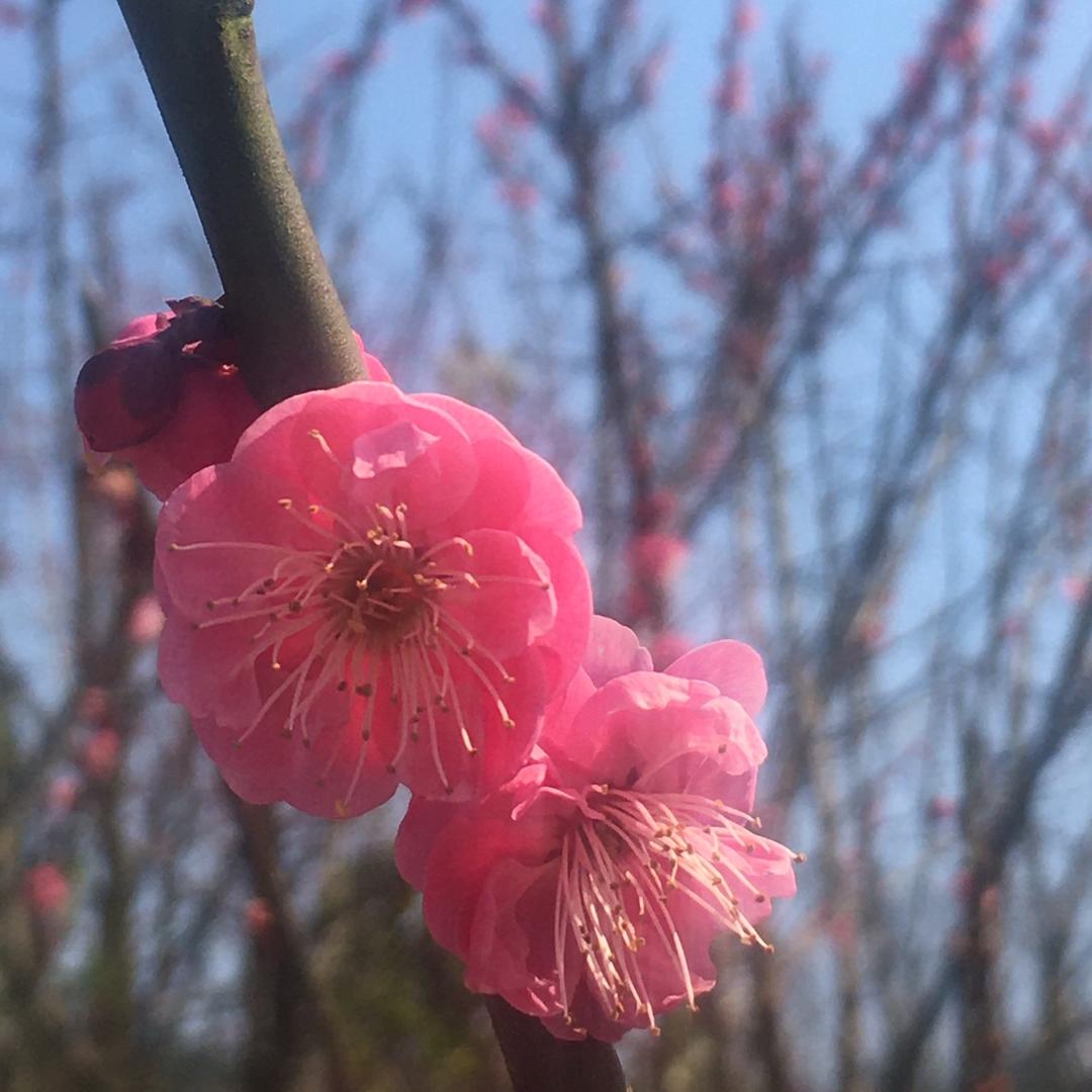 曳步舞小仙仙967