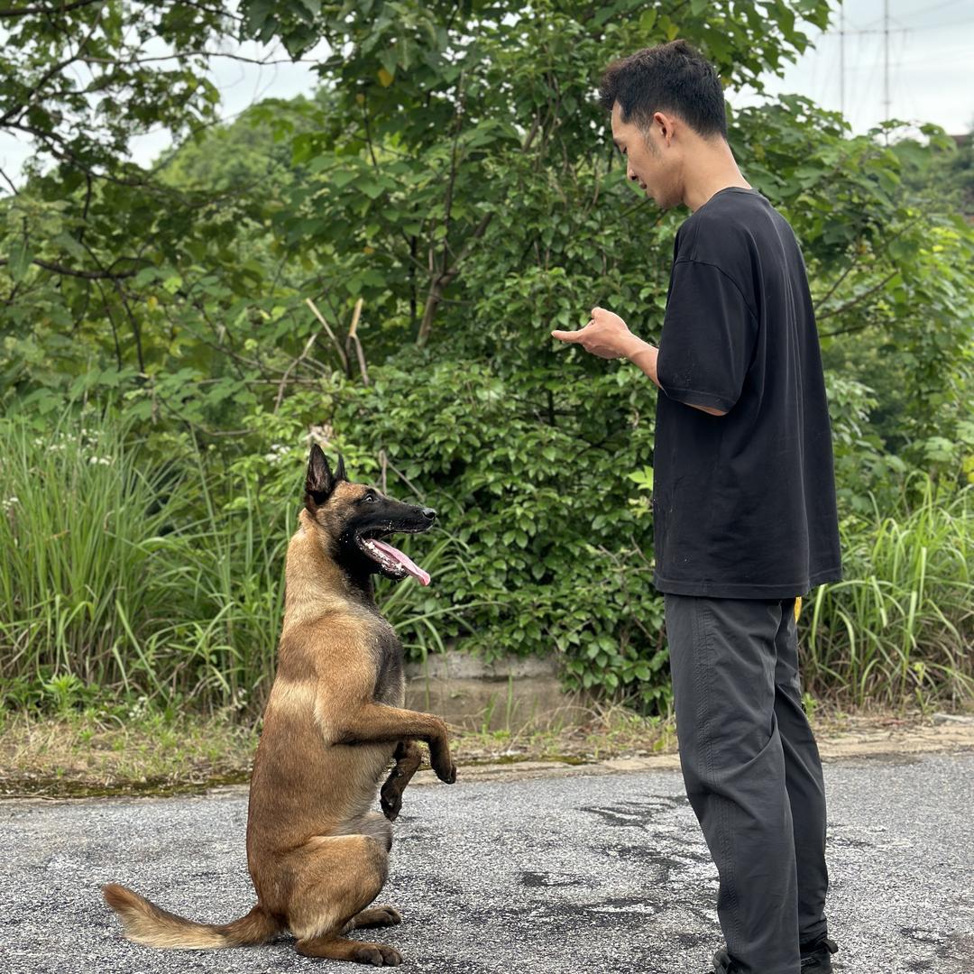 凯哥的马犬