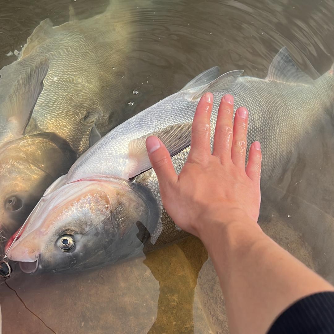 野钓龟手～阿雷