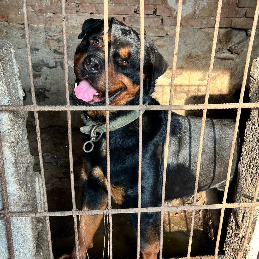 罗威纳犬舍