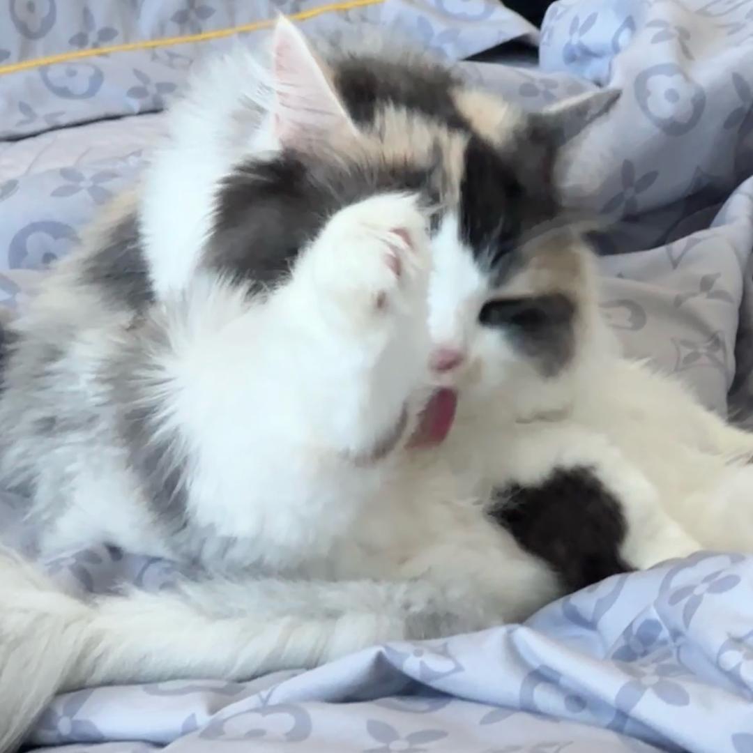 咕叽
