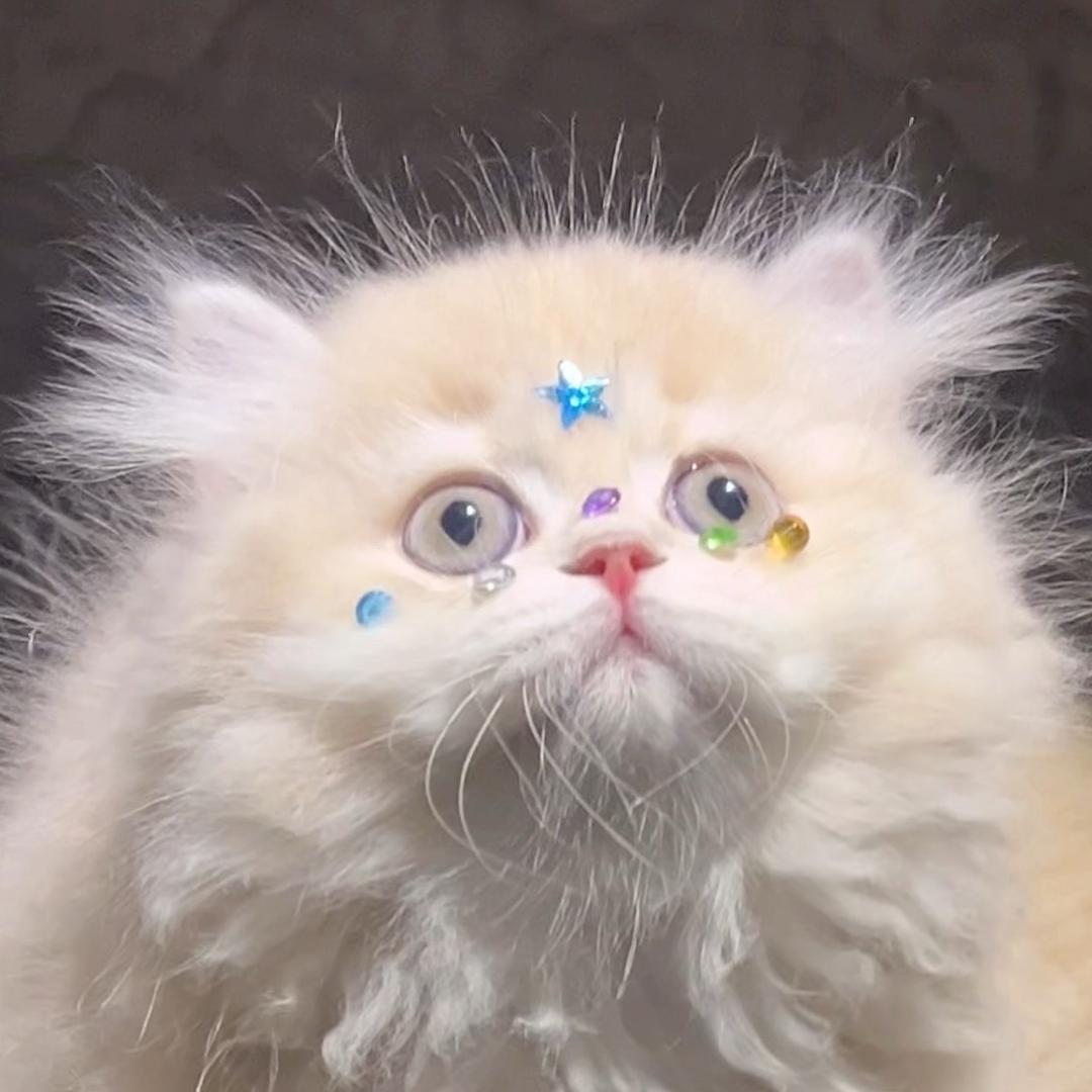 小九&金豆的日常