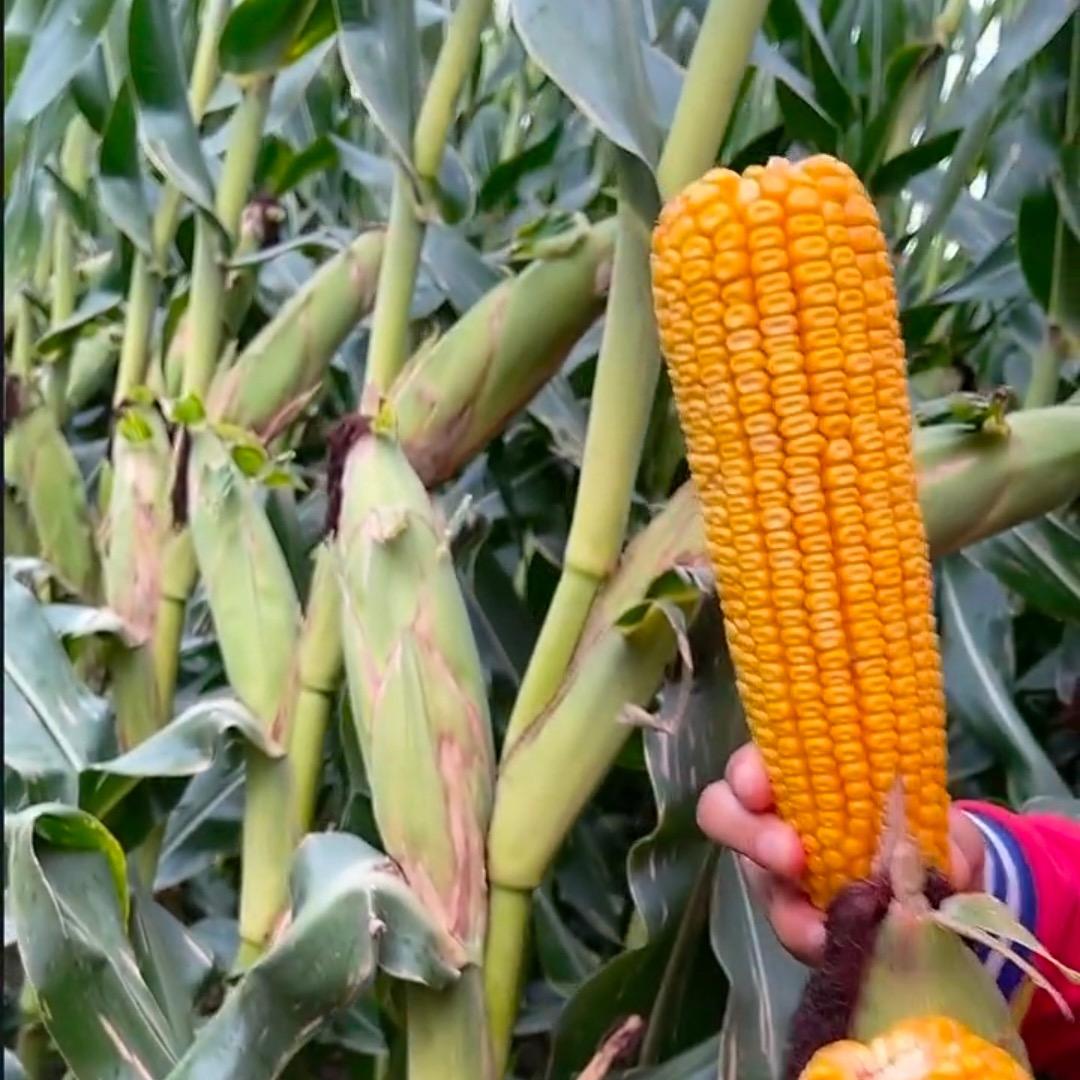 @李大米🌽
