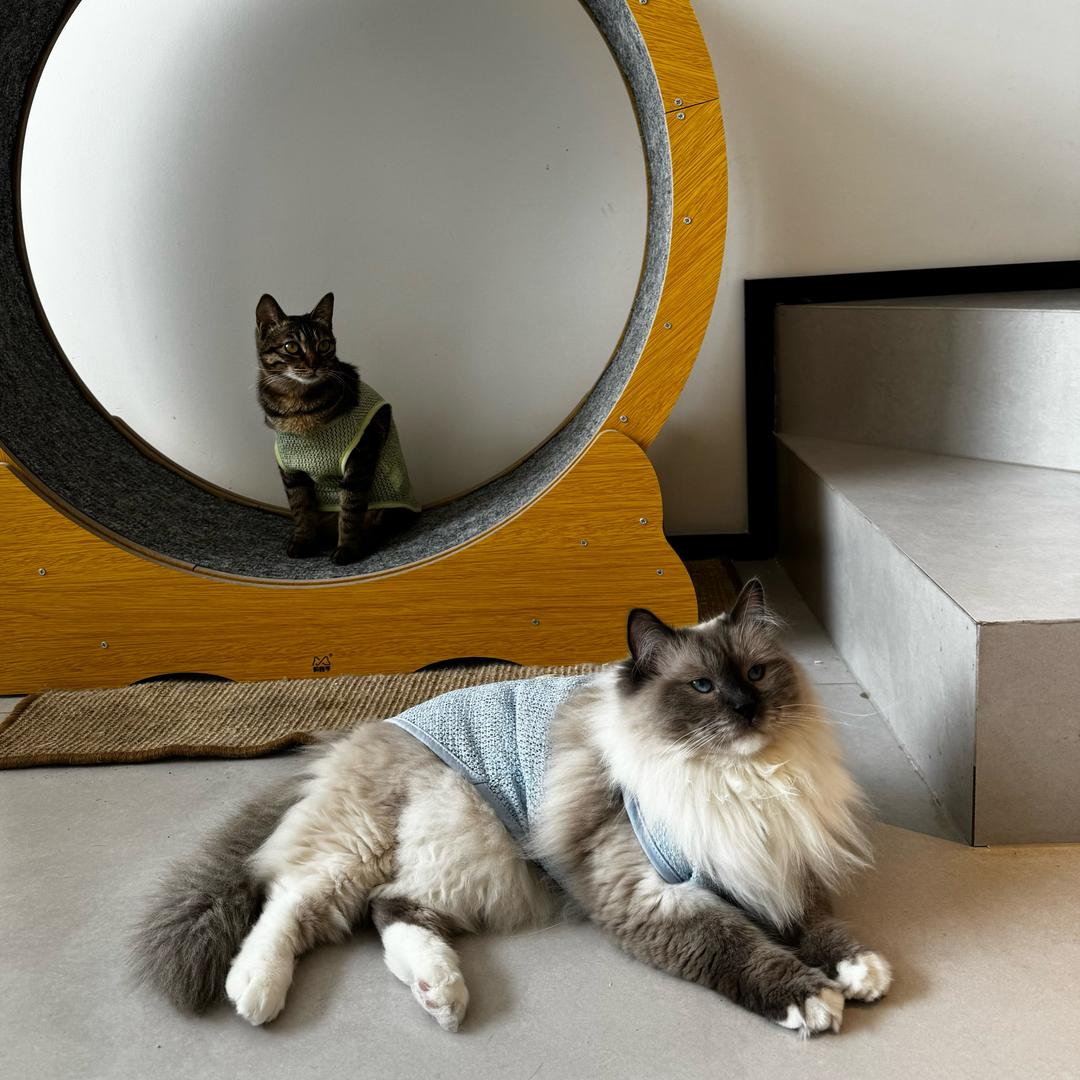 捞捞是只布偶猫