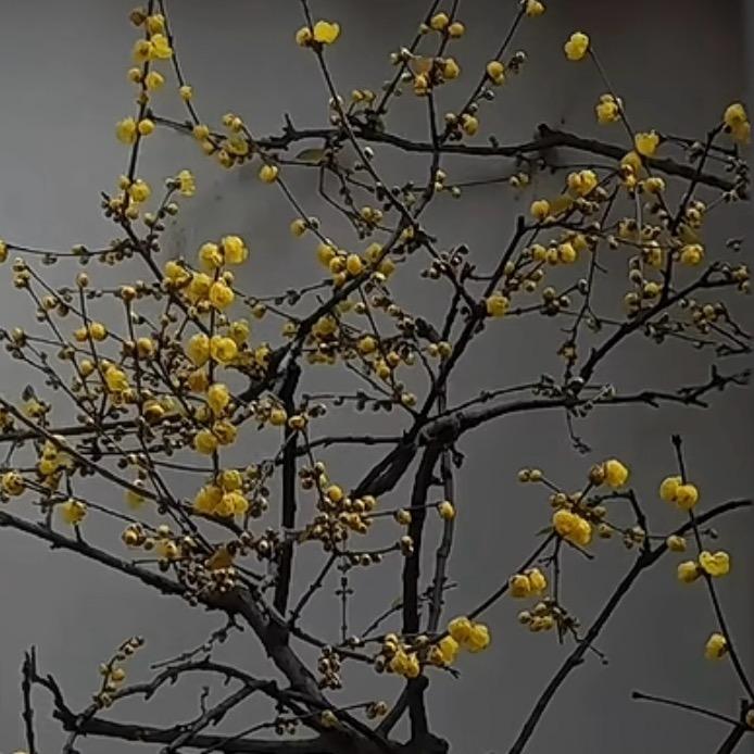 城南小陌