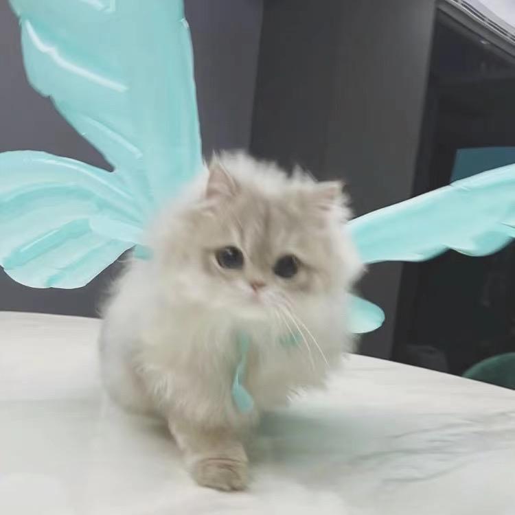一口一个烧卖