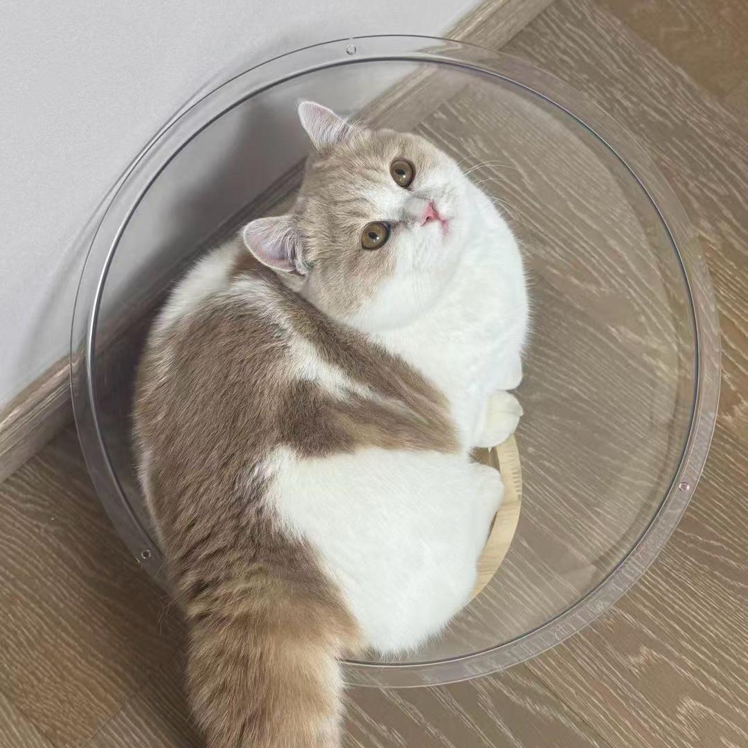 周周有猫的小铺