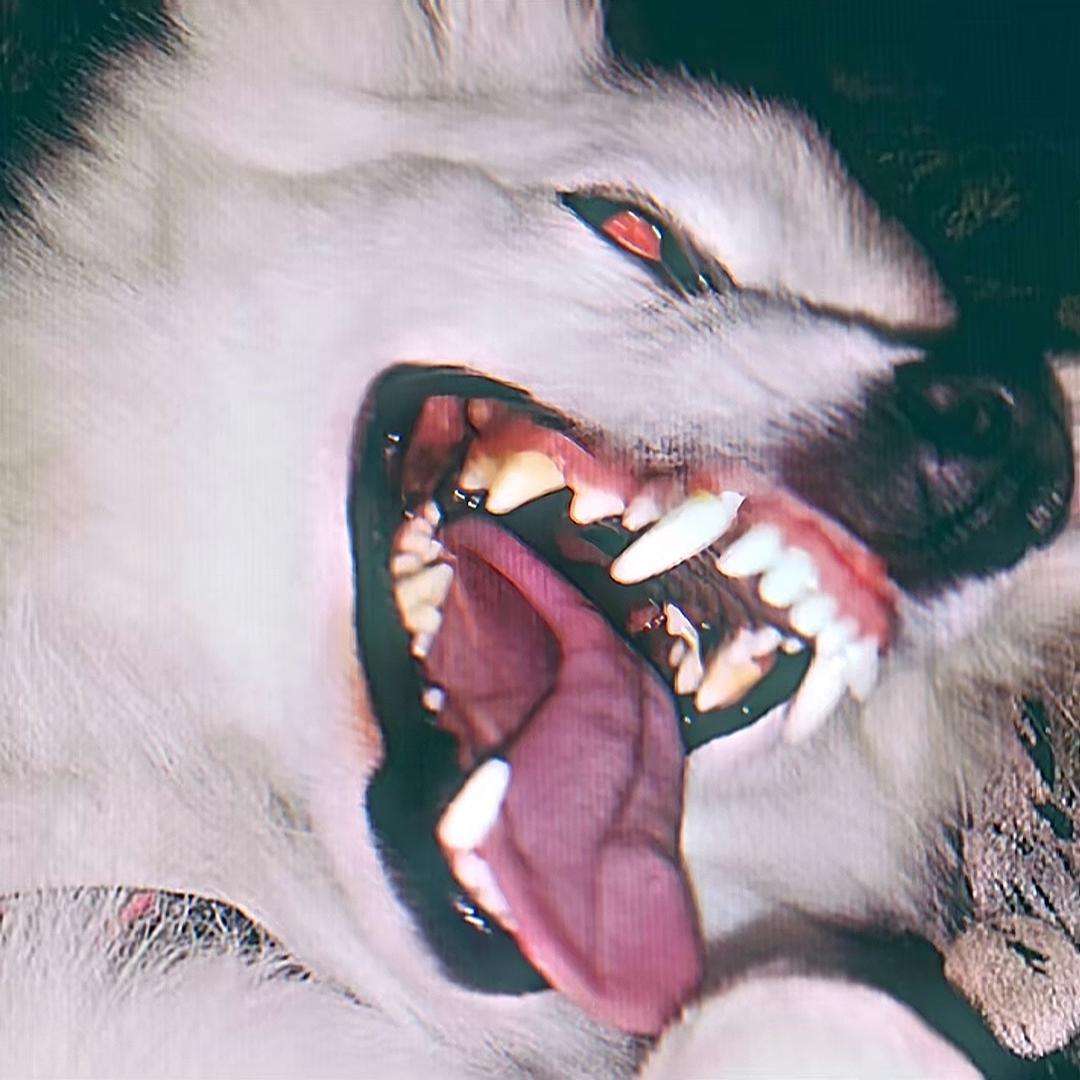 祈昼.